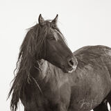 Black Stallion | Wild Mustang Stud print