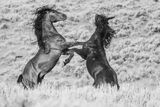Black & White Wild Horse Stallions fighting on their hind legs print
