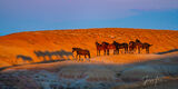 Shadow s of the past | Wild mustangs print