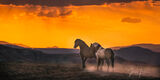 Mustang Stallions at Sunset print