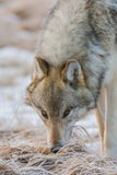 Yellowstone wolf up close print