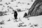 Yellowstone wolf in the rocks picture print