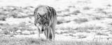 Yellowstone wolf-15picture print