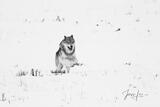 Wild Wolf-picture6 print
