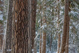 Yosemite forest in winter print