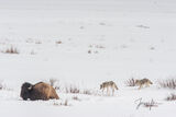 Big Ideas | Coyotes testing Bison in winter print
