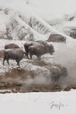Hot Spring Bison Herd | Sepia print