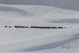 Hayden Valley Bison herd in winter print