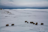 Buffalo Herd in Yellowstone Winter print