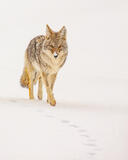 Coyote Photo 14 print