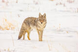 Coyote Photo 10 print