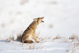 Coyote Photograph 9 print
