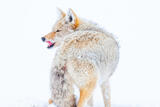 Coyote Photograph 14 print