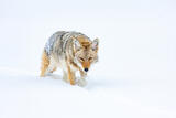Coyote Photograph 18 print