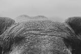 Elephant Head Elegance  print