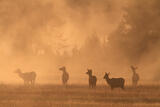 Sunrise Elk herd print