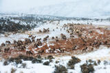 Winter Elk Herd  print