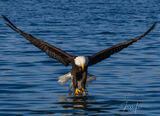 Stunning Bald Eagle Photography Gallery: Majestic Birds in Captivating Images