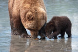 Grizzly Bear and Cub eating claims Photo 282 print