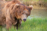 Big Old Grizzly Bear Photo print