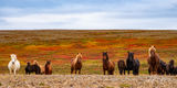 Iceland Ponies print