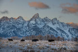 Moose Row | Grand Teton Wintering Moose  print
