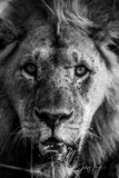 African Lion print