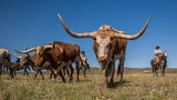 Howdy | Longhorn coming to get his picture taken!  print