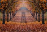 The Oregon Trail of Trees print