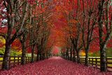 Gateway to Autumn | Fine Art Tree Photography print