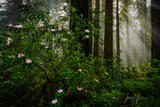 The Redwood Forest. | Click For Details print