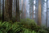Foggy Rhododendrons and redwoods in the Redwood Forest. | Click For Details print