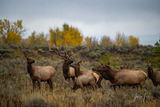 Autumn Forage in the Tetons  print