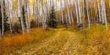 Autumn Path in the Aspen Grove  print