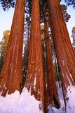 Vertical Big Trees in Snow print