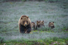 399 Showing off her cubs and claws