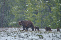399 with Four Cubs in the Snow 