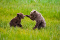 Grizzly cubs playing, Your it!