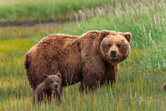 Grizzly Spring Cub  Photo