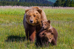 Brown Bear Mom and cubs