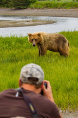 Brown Bear Photographer
