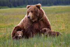 Brown Bear nursing cubs Photo