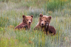 Grizzly Bear Cubs Photo