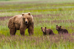 Alaska Brown Bear with two cubs Photo