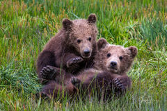 Grizzly Bear Cubs playing Photo