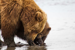 Brown or Grizzly with cub clam hunting 