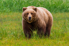Brown Bear Photo