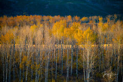 Golden Layers of Autumn Aspen Trees