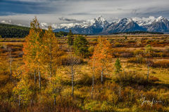 Picture of Autumn in the Tetons