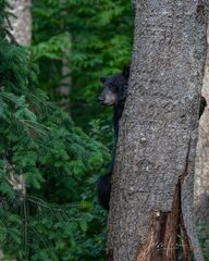 Peeking Black Bear 
